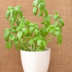 How to Grow Basil from Seed Indoors