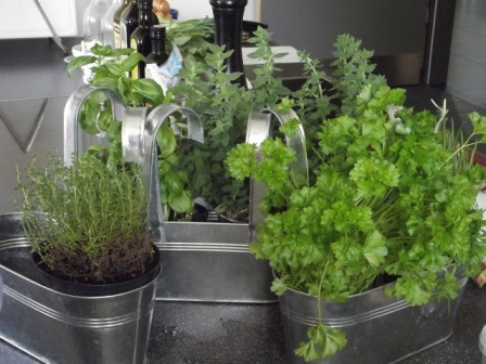 Herbs Growing in Metal Containers in Kitchen