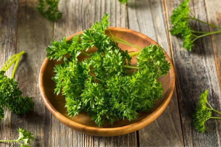 Parsley A Bright Fresh Flavored Herb. Growing and Cooking Tips
