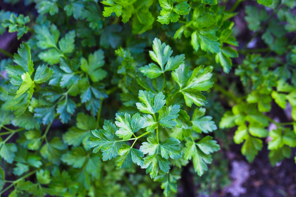 Parsley A Bright Fresh Flavored Herb. Growing and Cooking Tips