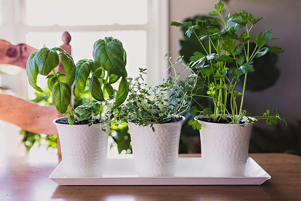 conjunto de 3 macetas de color blanco/crema con albahaca tomillo y perejil plantados en en ellas