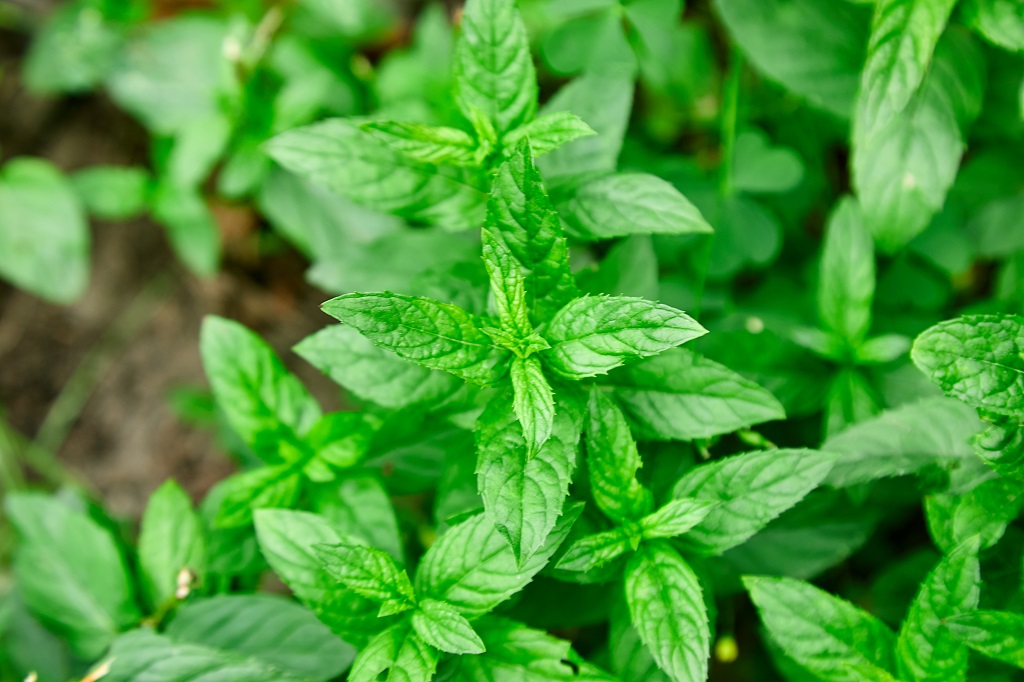 The Best Winter Herbs That Can Survive Colder Temperatures