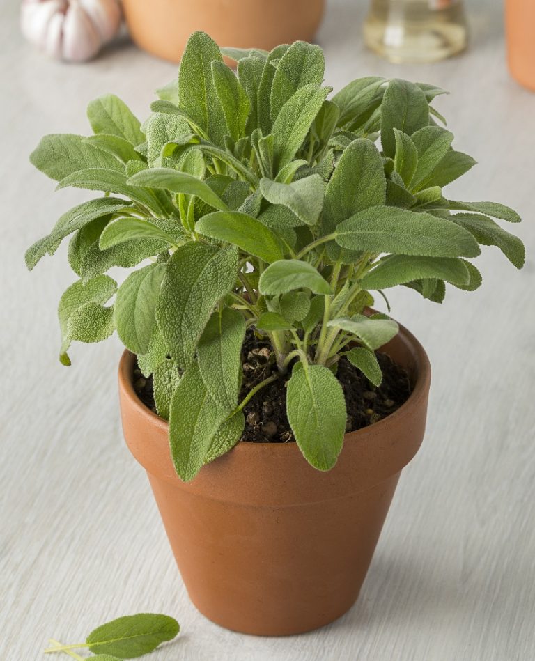 The Best Winter Herbs That Can Survive Colder Temperatures