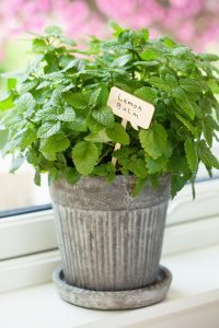 5 Low Light Herbs to Grow in Your Kitchen