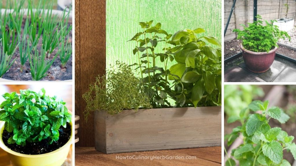 collage of herbs that can grow in low light