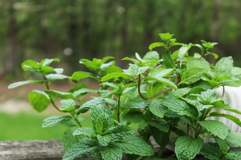 5 Low Light Herbs to Grow in Your Kitchen