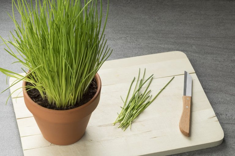 5 Low Light Herbs to Grow in Your Kitchen