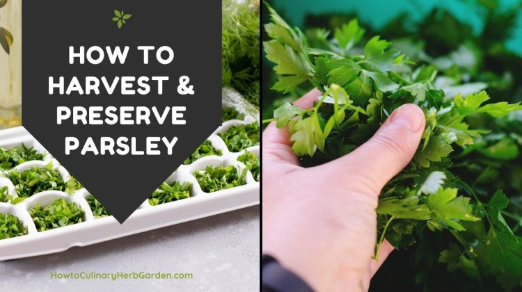 Collage of harvesting fresh parsley and freezing it in ice cube trays - Text overlay reads "How to Harvest & Preserve Parsley"