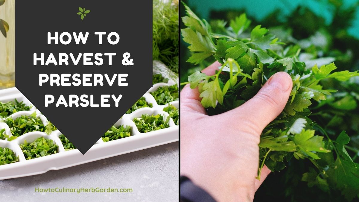 Collage of harvesting fresh parsley and freezing it in ice cube trays - Text overlay reads "How to Harvest & Preserve Parsley"