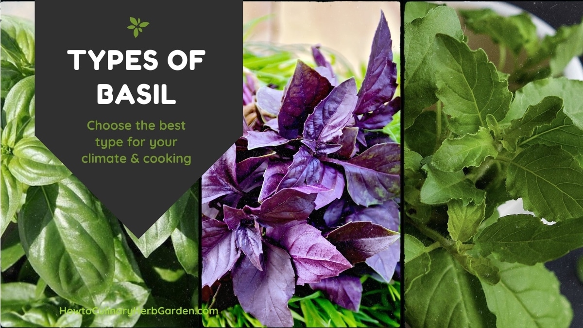 15 Types Of Basil To Add A Little Variety In Your Herb Garden