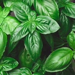 15 Types Of Basil To Add A Little Variety In Your Herb Garden