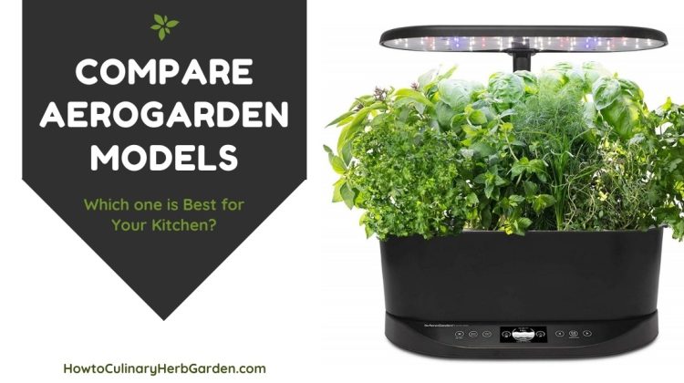 5 Low Light Herbs to Grow in Your Kitchen
