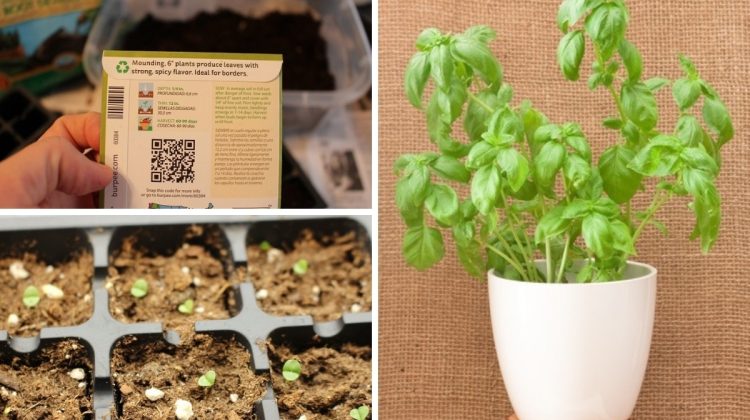 5 Low Light Herbs to Grow in Your Kitchen