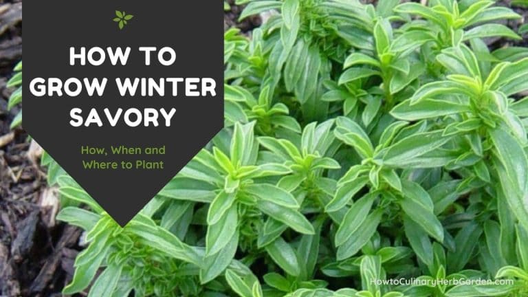 Growing Winter Savory How to Grow, Harvest and Preserve This Herb