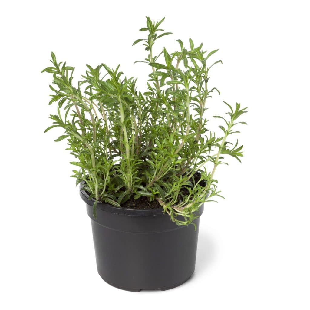 Growing Winter Savory How to Grow, Harvest and Preserve This Herb