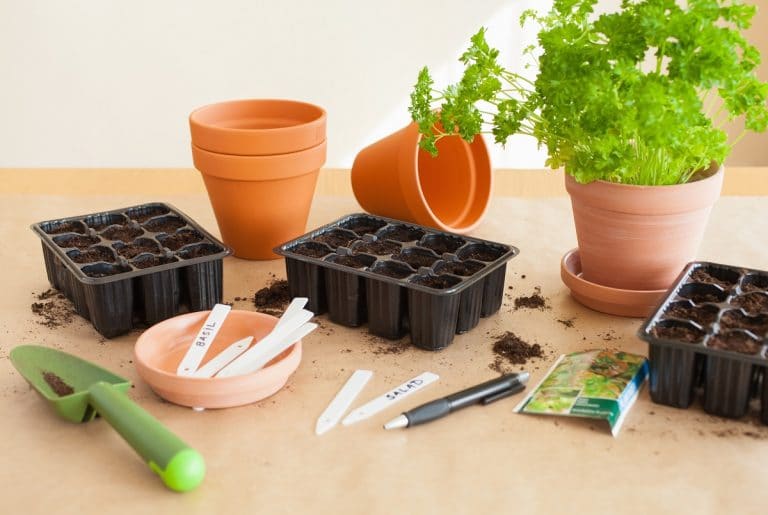 Growing Herbs From Seed (Indoors and Outside) A Guide To Success