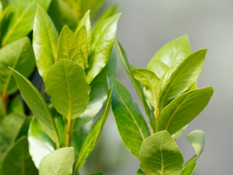 How to Grow Bay Laurel Trees - Plant Care, Pruning, and Propagation
