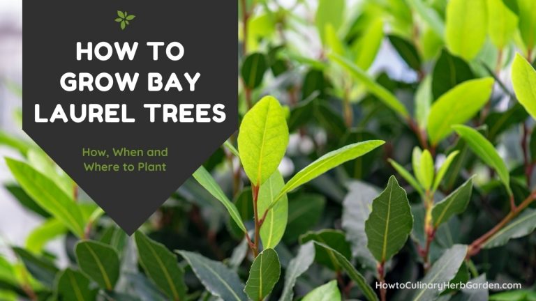 How to Grow Bay Laurel Trees - Plant Care, Pruning, and Propagation
