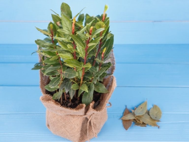 How to Grow Bay Laurel Trees Plant Care, Pruning, and Propagation
