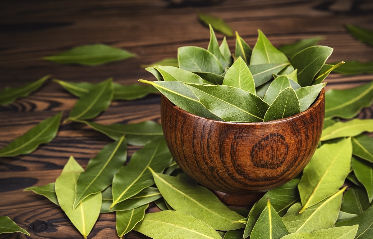 How to Harvest Bay Leaves for Cooking - Plus Drying Tips & Recipe Ideas