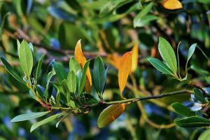 How to Grow Bay Laurel Trees - Plant Care, Pruning, and Propagation