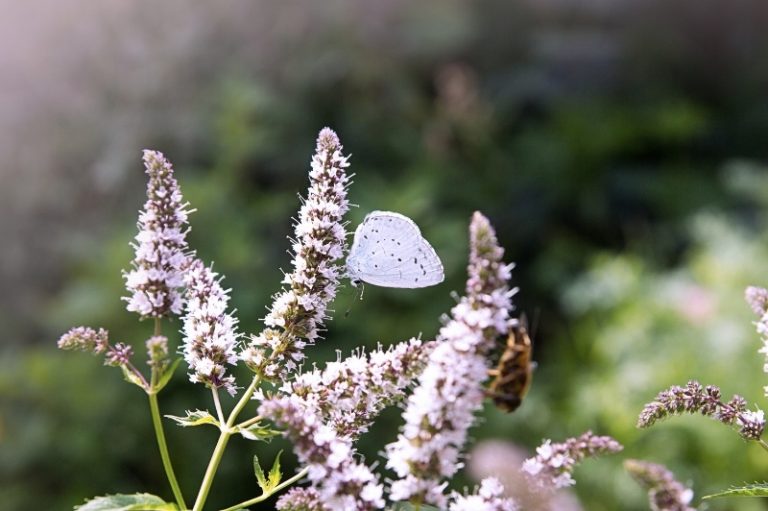 Mint Companion Plants How To Attract Pollinators and Repel Pests