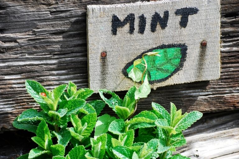 Mint Companion Plants How To Attract Pollinators and Repel Pests