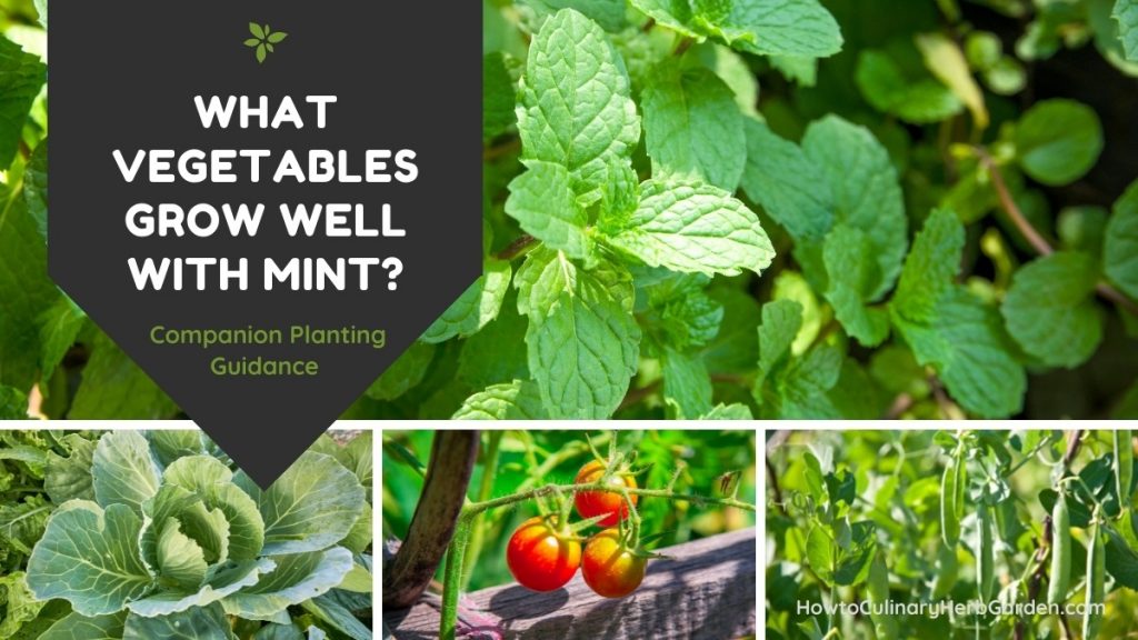 Mint Companion Plants How To Attract Pollinators and Repel Pests