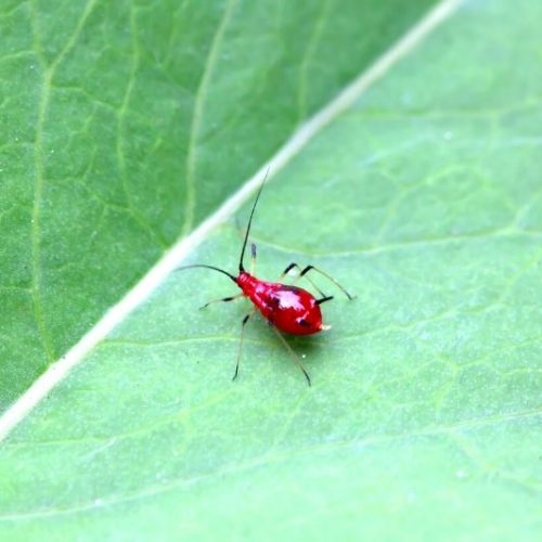 How to Troubleshoot Common Greenhouse Problems