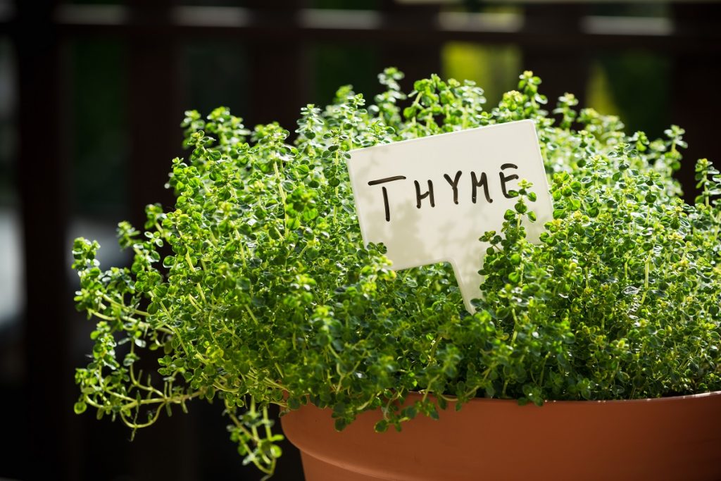 a big container filled with thyme shown with an herb sign