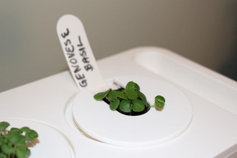 How To Use the Click and Grow Experimental Grow Anything Pods