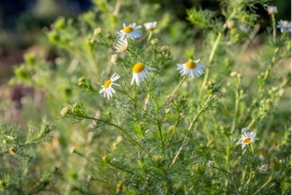 German vs. Roman Chamomile - The Differences in Habit, Form, and Use