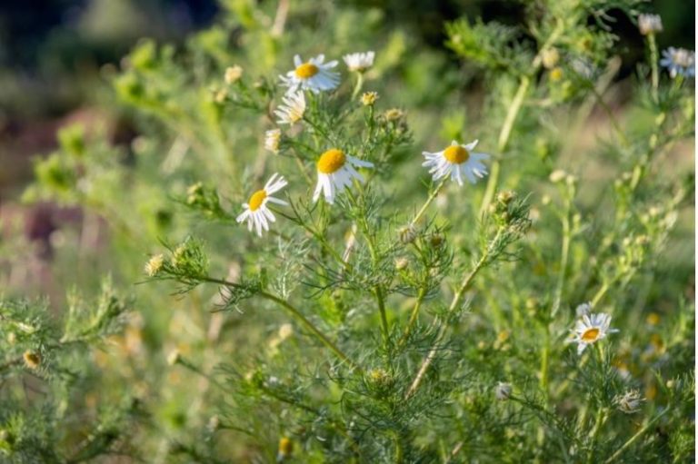 German vs. Roman Chamomile - The Differences in Habit, Form, and Use