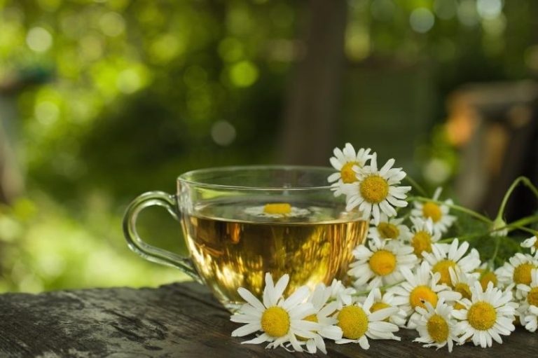 German vs. Roman Chamomile - The Differences in Habit, Form, and Use