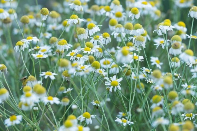 German vs. Roman Chamomile - The Differences in Habit, Form, and Use