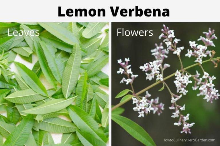 How To Grow Lemon Verbena for Fresh Citrusy Flavor and Fragrance