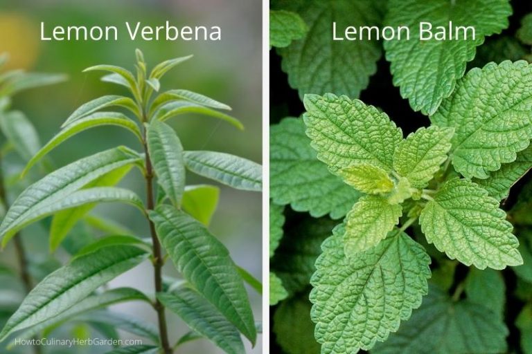 Cooking with Lemon Verbena How to Add Zest to Sweet and Savory Dishes