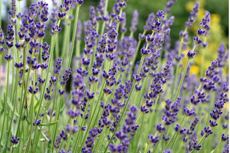 English lavender growing wild