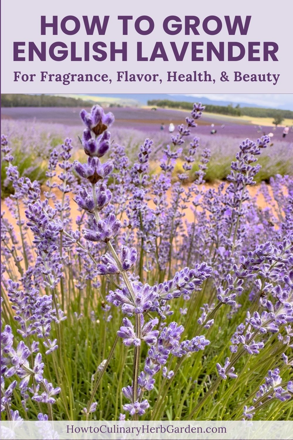A field of English Lavender with overlay text "How to Grow English Lavender - for Fragrance, Flavor, Health & Beauty"