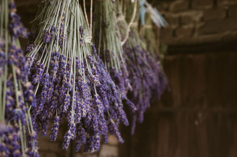 bunches of lavender hanging up to dry
