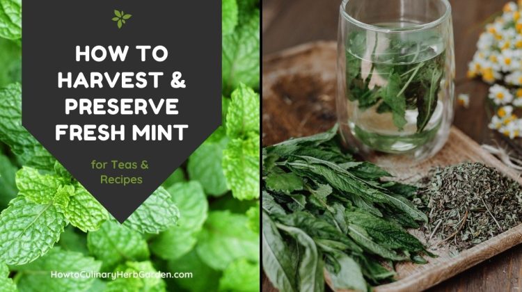 photos of fresh mint and dried mint - text overlay reads "How to harvest & preserve fresh mint"
