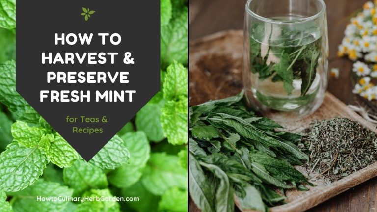 photos of fresh mint and dried mint - text overlay reads "How to harvest & preserve fresh mint"