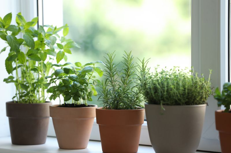 Basil, rosemary and thyme in pots next to a window