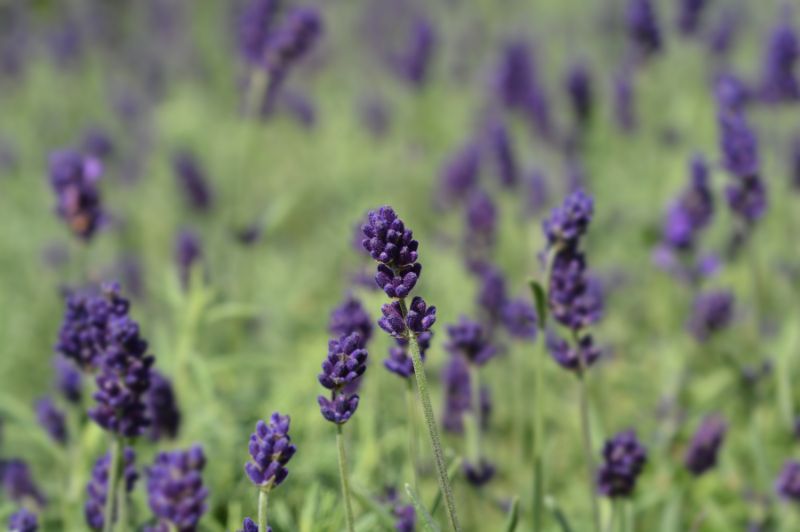 Buds of purple Hidcote lavender growing in the garden