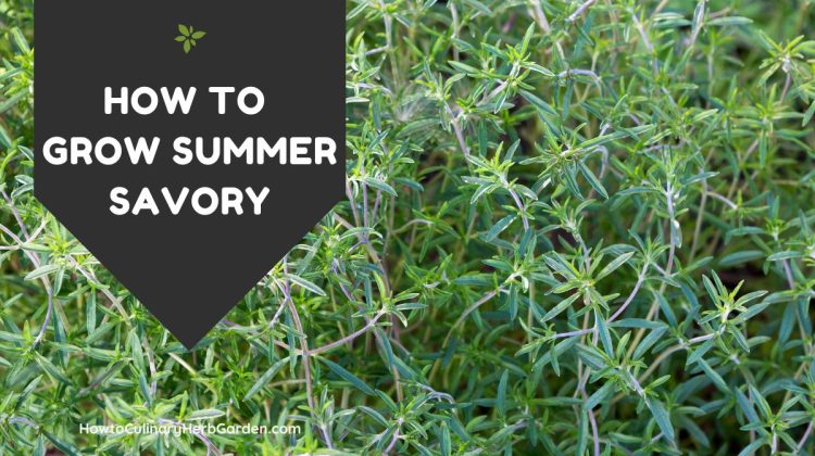 close up of summery savory growing in the garden