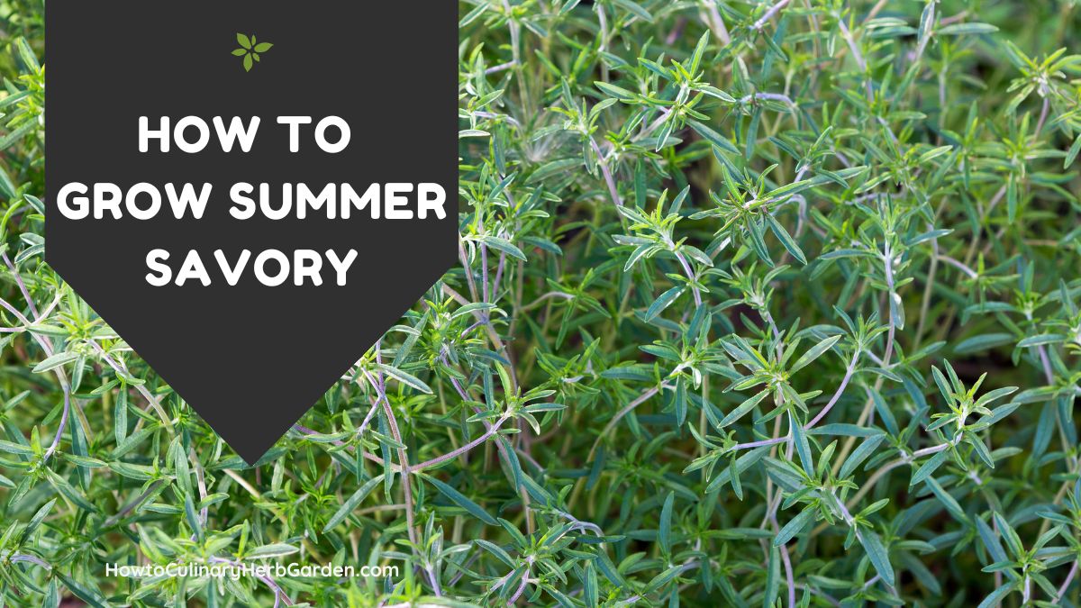 close up of summery savory growing in the garden