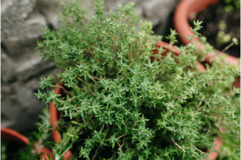 Healthy mature thyme plant