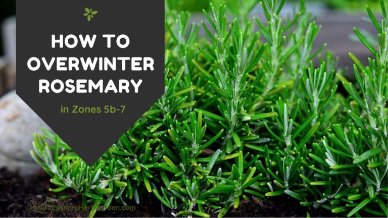 Rosemary plant growing in a pot with text over "How to Overwinter Rosemary in zones 5b to 7"