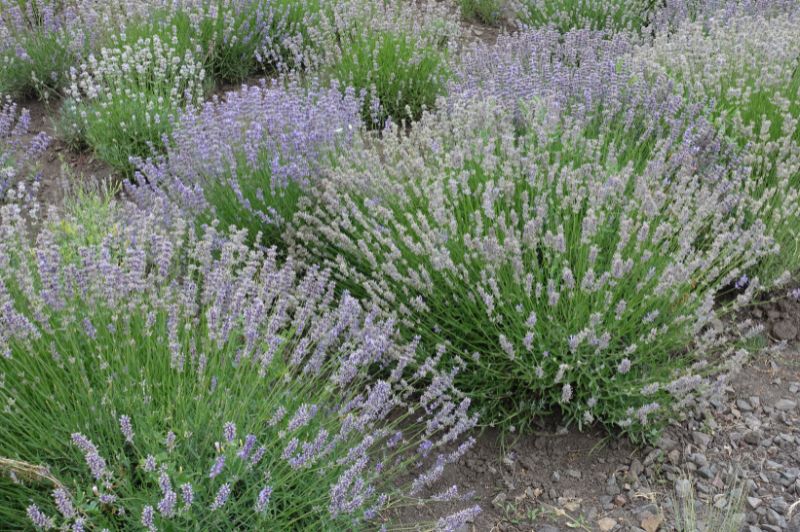 A large grouping of Lavender blooming in the spring