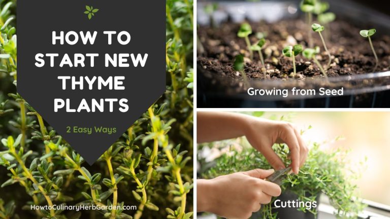 Collage of new thyme plants - text overlay reads "How to Start New Thyme Plants in 2 Easy Ways"